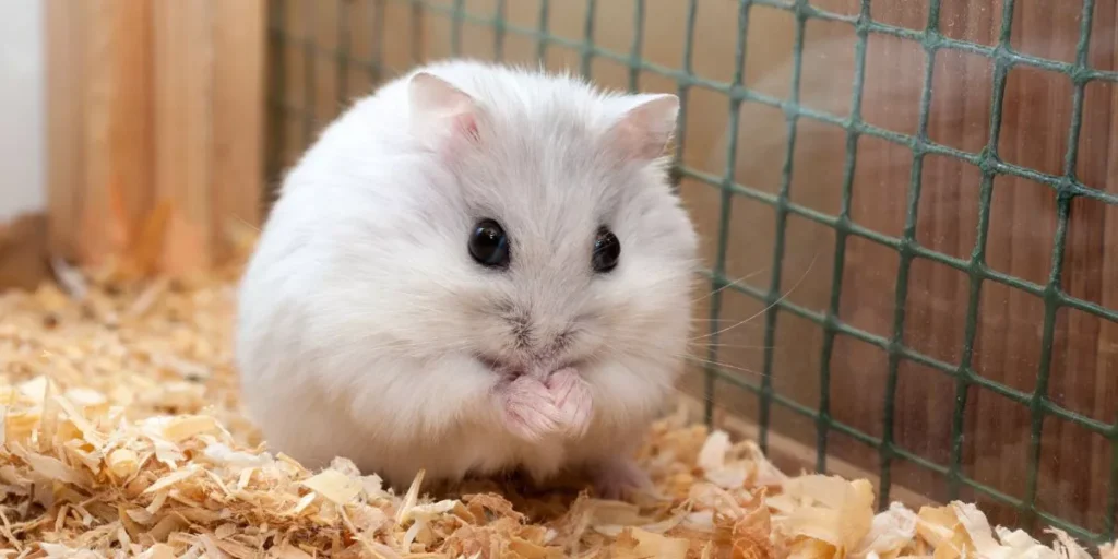 How to Build a Cozy and Safe Home for Your Hamster How to Build a Cozy and Safe Home for Your Hamster