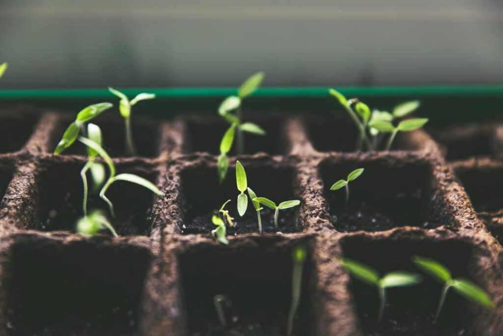 How Can You Propagate Plants Like a Pro? How Can You Propagate Plants Like a Pro?