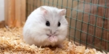 How to Build a Cozy and Safe Home for Your Hamster