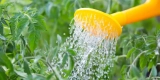 What Are the Best Ways to Water Plants While on Vacation?