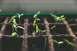How Can You Propagate Plants Like a Pro?